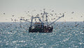 Sussex fishing boat at sea surrounded by flying seabirds in bright coastal light – original photograph by Sharon Maskery