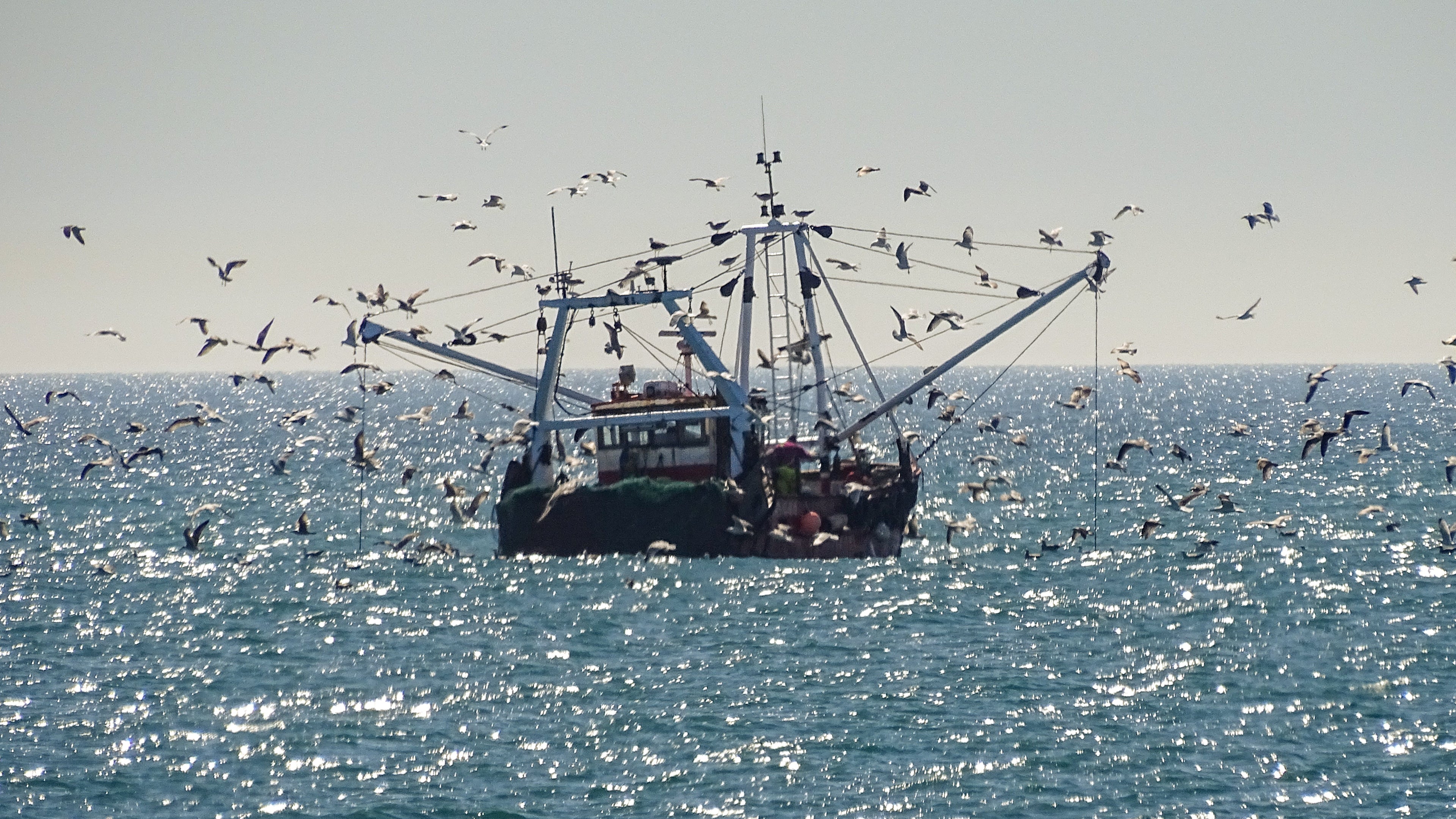Sussex fishing boat at sea surrounded by flying seabirds in bright coastal light – original photograph by Sharon Maskery