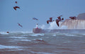 Seabirds flying over rough seas and a lighthouse beneath the white cliffs of the Sussex coast – original photograph by Sharon Maskery