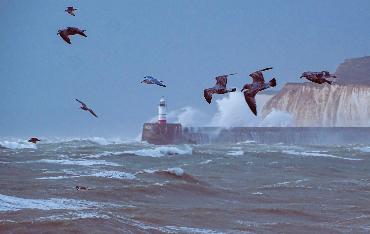 Seabirds flying over rough seas and a lighthouse beneath the white cliffs of the Sussex coast – original photograph by Sharon Maskery