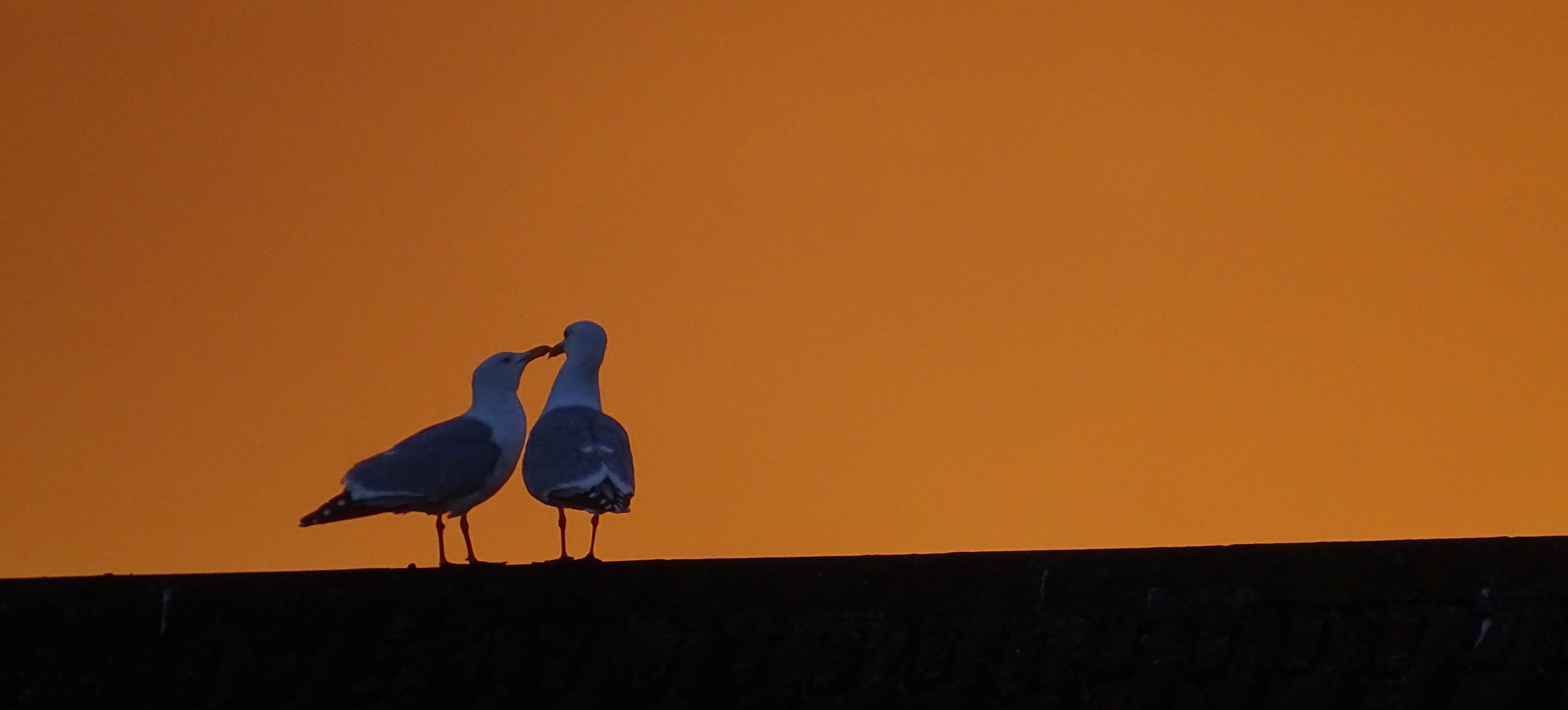 Two seagulls silhouetted together against an orange sunset sky in Sussex – original wildlife photograph by Sharon Maskery