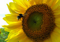 Bumblebee feeding on a vibrant yellow sunflower – original Sussex wildlife photograph by Sharon Maskery