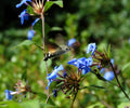 Hummingbird hawk-moth hovering beside blue flowers in Sussex – original wildlife photograph by Sharon Maskery