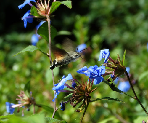Hummingbird hawk-moth hovering beside blue flowers in Sussex – original wildlife photograph by Sharon Maskery