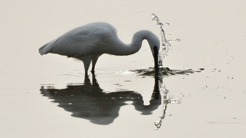 Heron striking the water with a splash and reflection in Sussex – original wildlife photograph by Sharon Maskery